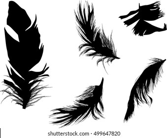 ilustración con cinco plumas aisladas en fondo blanco