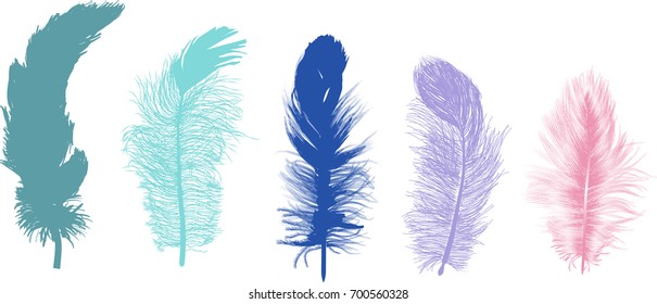 ilustración con cinco plumas aisladas en fondo blanco