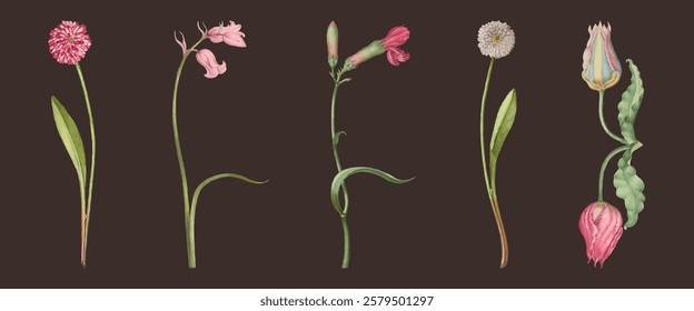 Illustration of five flowers on a dark background. Each flower is unique, showcasing different shapes and colors. Botanical art with detailed floral designs. Vintage illustrations, isolated vectors.