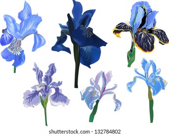 illustration with five irises isolated on white background