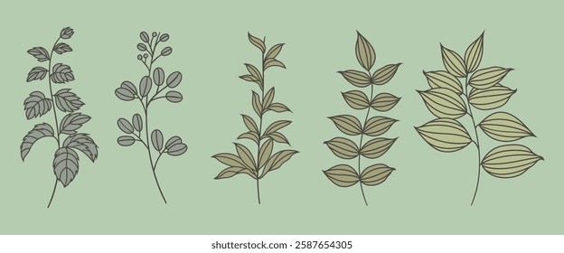 Illustration of five leafy branches on a light green background. Each branch has distinct leaf patterns, showcasing a variety of leaf designs and shapes. Spring flower illustrations, isolated vectors.