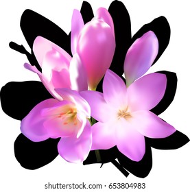 illustration with five lilac crocus blooms isolated on white background