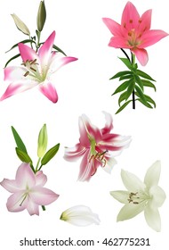 illustration with five lily flowers isolated on white background