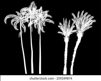 Illustration mit fünf Palmen einzeln auf schwarzem Hintergrund