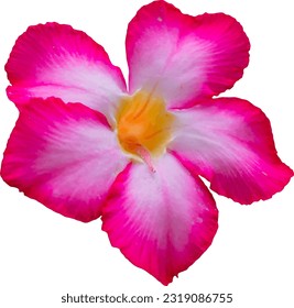 Illustration of five petals pink-adenium flower