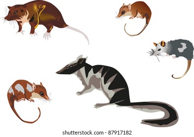 illustration with five rodents isolated on white background