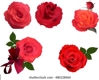 illustration with five rose flowers isolated on white background