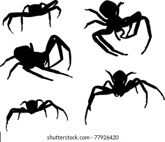 ilustración con cinco siluetas de araña aisladas en blanco
