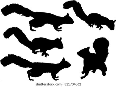 illustration with five squirrels isolated on transparent background