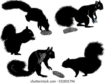 illustration with five squirrels isolated on white background
