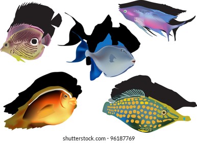 illustration with five tropical fishes on white background