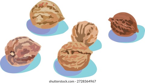 Illustration of five walnuts shaded