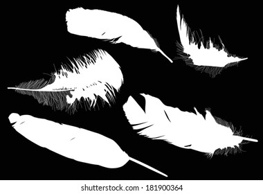 Illustration mit fünf weißen Federn auf schwarzem Hintergrund