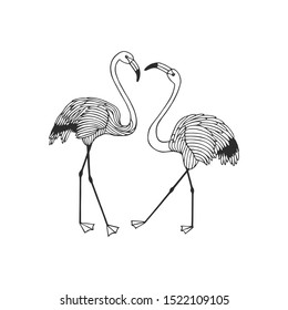 illustration of flamingo in front of white background. two flamingos. vector illustration eps10. hand drawing. art line