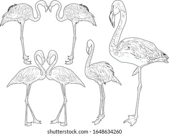 illustration with flamingo outlines isolated on white background