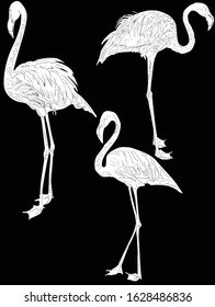 illustration with flamingo sketches isolated on black background