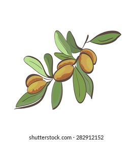Illustration of flat argan fruits on branch isolated on white background