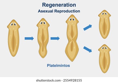 Illustration of flatworm regeneration and asexual reproduction