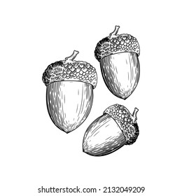 illustration flora acorn tree seeds