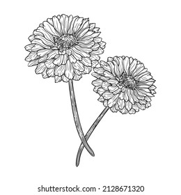 illustration flora flower leaves black and white