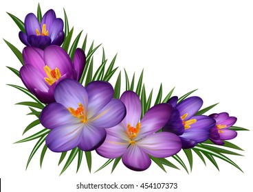 Illustration of floral corner with purple crocus flowers and leaves isolated
