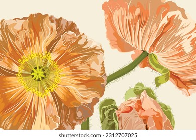 Illustration of floral poppy flowers. Yellow, beige group and isolated poppies on a white background.  California Poppy, Iceland poppy.