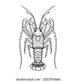 Illustration of florida Spiny Lobster in engraving style. Design element for logo, label, sign, poster, t shirt. Vector illustration