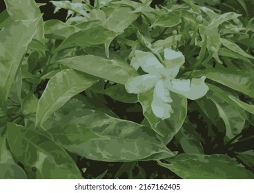 illustration of flower after rain, as background and wallpaper