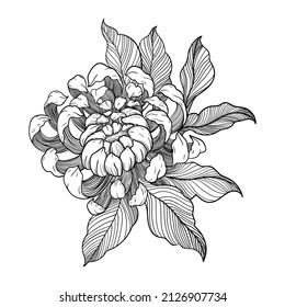 illustration flower leaves flora lines black and white