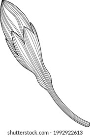 Ilustración de flor. Arte vectorial de línea Eps10