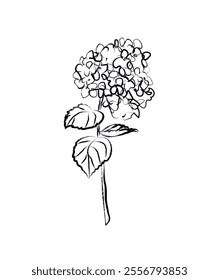 illustration of flower on white background. botanical art. black and white hydrangea flower vector illustration. freehand painting. elegant line drawing. brush painting.