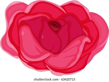 illustration of flower on a white background