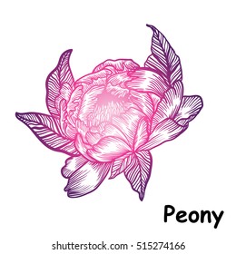 illustration with flower peony, linear print tattoo. vintage style