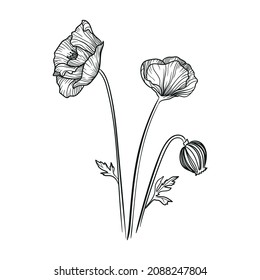 illustration flower poppy flora line abstraction