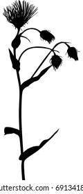 illustration with flower silhouette isolated on white background
