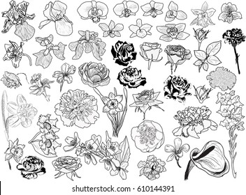 illustration with flower sketches collection isolated on white background