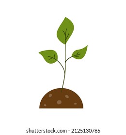 Illustration of flower in soil . Plants growing in the soil. The isolated image on a white background. Flat style.