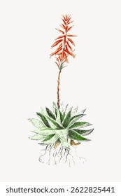 Illustration of a flowering aloe plant with green leaves and a tall red flower. Aloe plant features spiky leaves and vibrant red flower. Botanical art of aloe. Vintage flower illustration vector.
