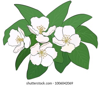 Illustration of a flowering branch of quince