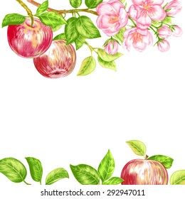 Illustration with flowering branches of apple trees and fruits on white background. To create greeting cards, wedding invitations, congratulations. Vector.