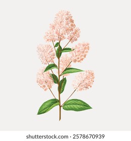 Illustration of a flowering plant with clusters of light pink blooms and green leaves. Botanical art showcasing delicate pink flowers and lush green foliage. Vintage flower illustration, vector.