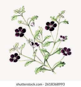 Illustration of a flowering plant with dark purple flowers and green leaves. Botanical drawing of plant with detailed flowers and leaves on a light background. Vintage flower illustration vector.