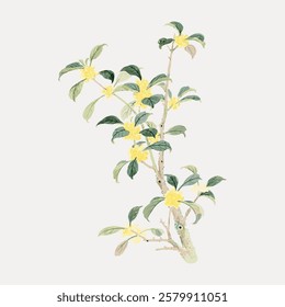 Illustration of a flowering plant with green leaves and yellow flowers. Botanical art showcasing plant details, yellow flowers, and green leaves. Vintage flower illustration isolated on white, vector.