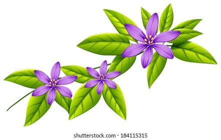 Illustration of a flowering plant on a white background