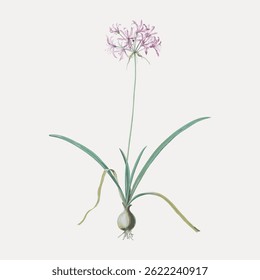 Illustration of a flowering plant with pink blooms and green leaves. The plant is depicted with a bulbous base and delicate pink flowers on a tall stem. Vintage flower illustration vector.