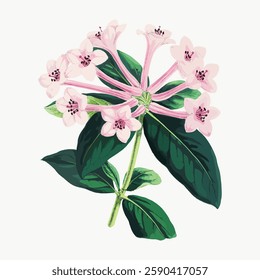 Illustration of a flowering plant with pink blossoms and green leaves. Botanical art of pink flowers and green leaves. Delicate pink petals and lush green foliage. Vintage art illustration, vector.