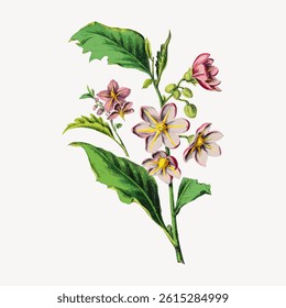 Illustration of a flowering plant with pink and purple blooms and green leaves. Botanical art showcasing detailed flowers and vibrant leaves. Floral design. Vintage flower illustration vector.