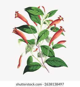 Illustration of a flowering plant with red tubular flowers and green leaves. Botanical art showcasing vibrant red flowers and lush green foliage. Vintage flower illustration vector.