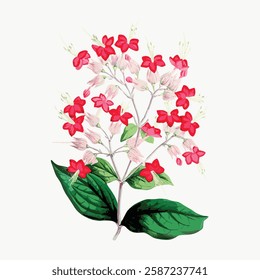 Illustration of a flowering plant with vibrant red flowers and green leaves. Botanical art featuring red flowers, green leaves, and delicate plant details. Vintage red flower vector.