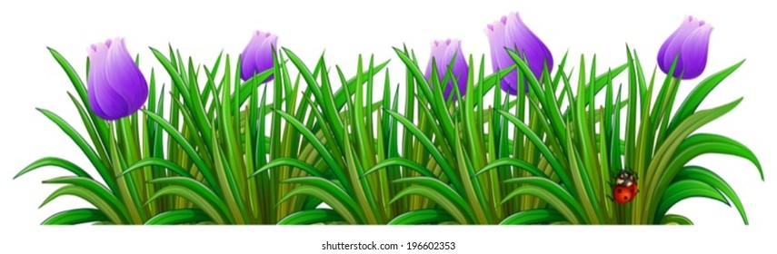 Illustration of a flowering plant with violet flowers on a white background